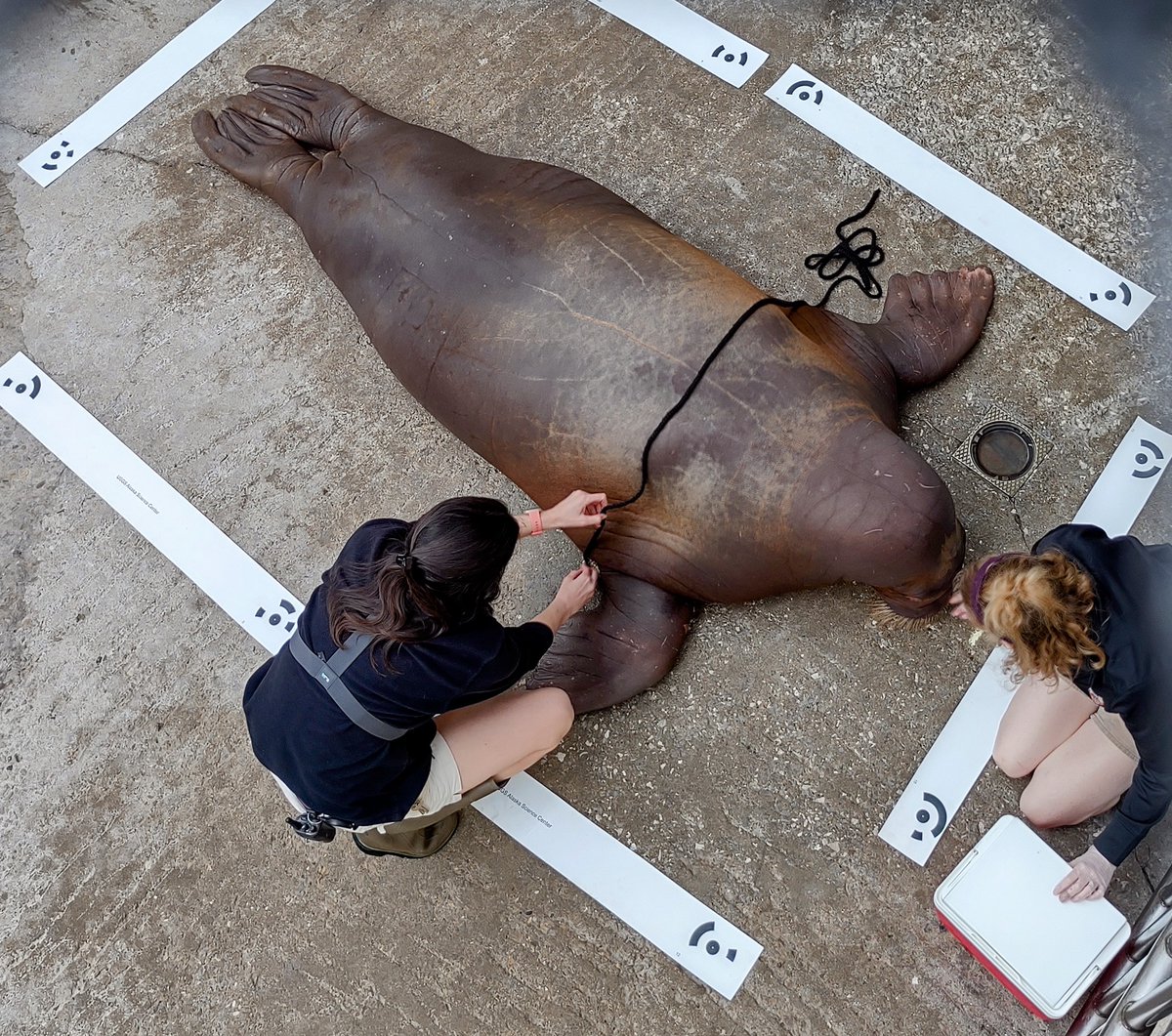 USGS_UAS's tweet image. New Q&A from the USGS Alaska Science Center:
Innovative drone technology provides critical insights into the body condition and health of Pacific #walruses in a changing Arctic.
usgs.gov/centers/alaska…