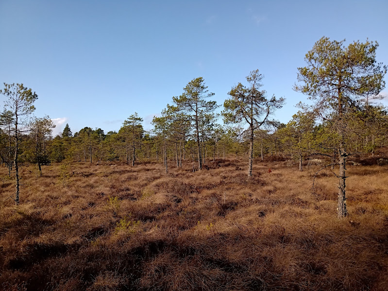 BDS Scotland tweet media