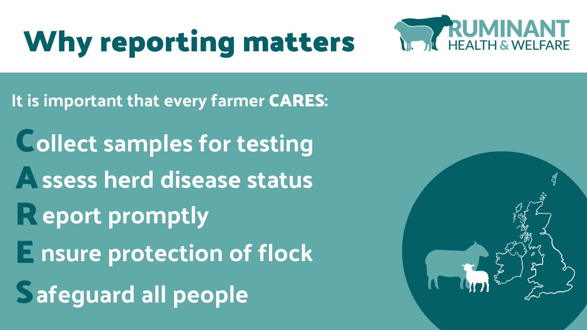 Sheep Veterinary Soc (@sheepvetsoc) on Twitter photo Reminder to vets – encourage farmers to observe and investigate the cause of low scans, abortions and deformities in their flocks this lambing season
Vet info: bit.ly/4jQ3suo 
#InvestigateLambingAbnormalities Reminder to vets – encourage farmers to observe and investigate the cause of low scans, abortions and deformities in their flocks this lambing season
Vet info: bit.ly/4jQ3suo 
#InvestigateLambingAbnormalities