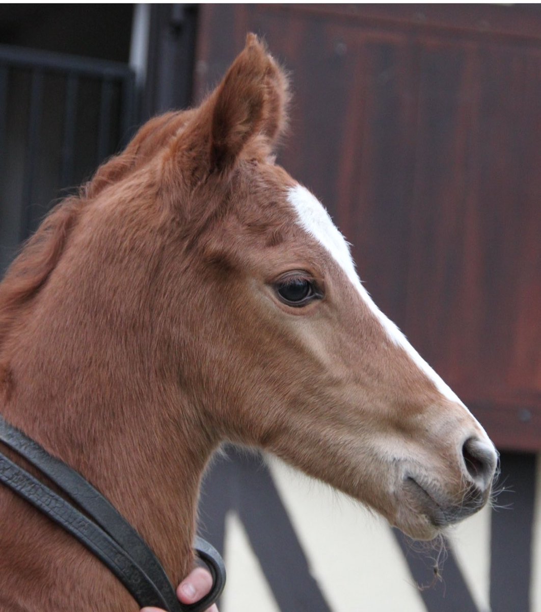 LNJ Foxwoods tweet media