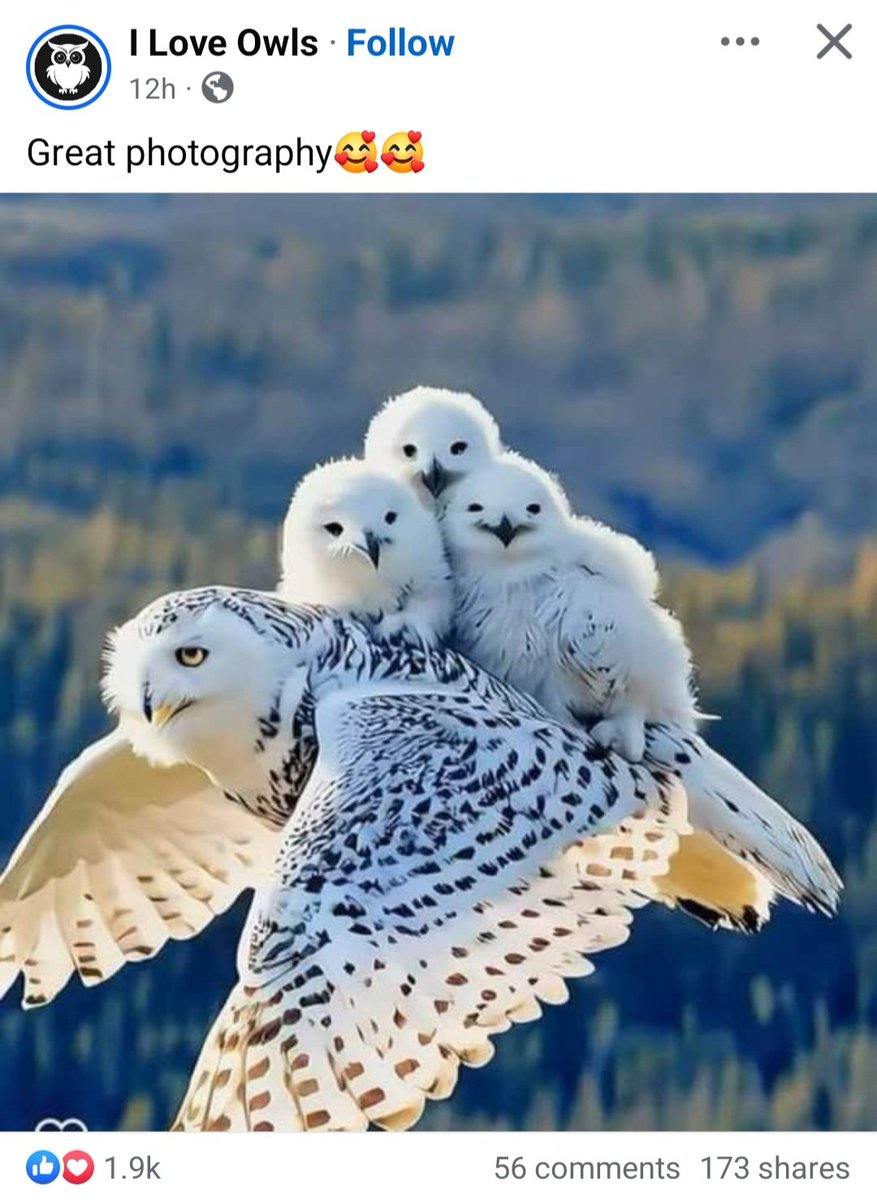 Look at this.👀 
 F***book is absolutely full of this AI rubbish.🤨
 What makes me laugh is the claim of 'great photography'.. but what's really depressing are the comments underneath, a LOT of people thought this was an ACTUAL PHOTOGRAPH! 🙄
  Just wait til AI becomes lifelike..