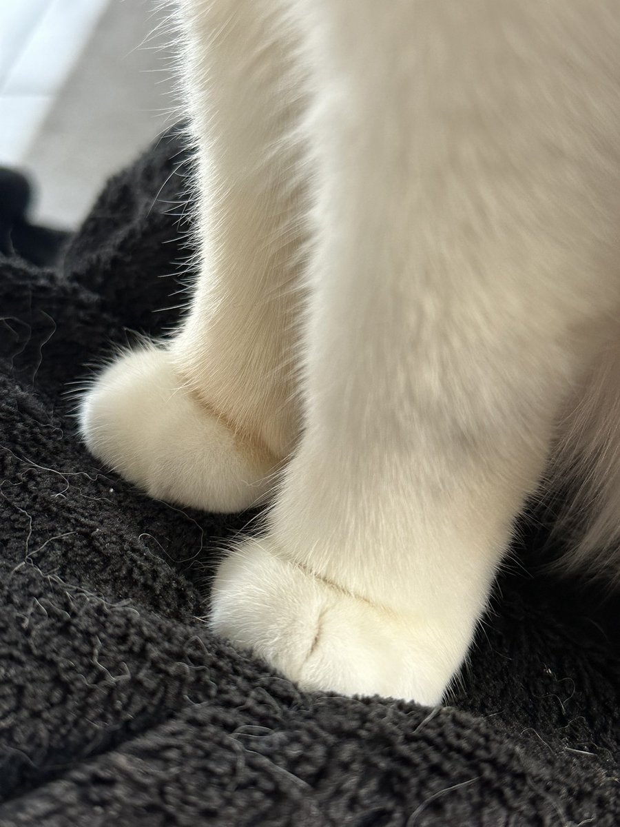 lattechat_'s tweet image. les #kiffeurs de pattounes, je ne vous ai pas oubliés