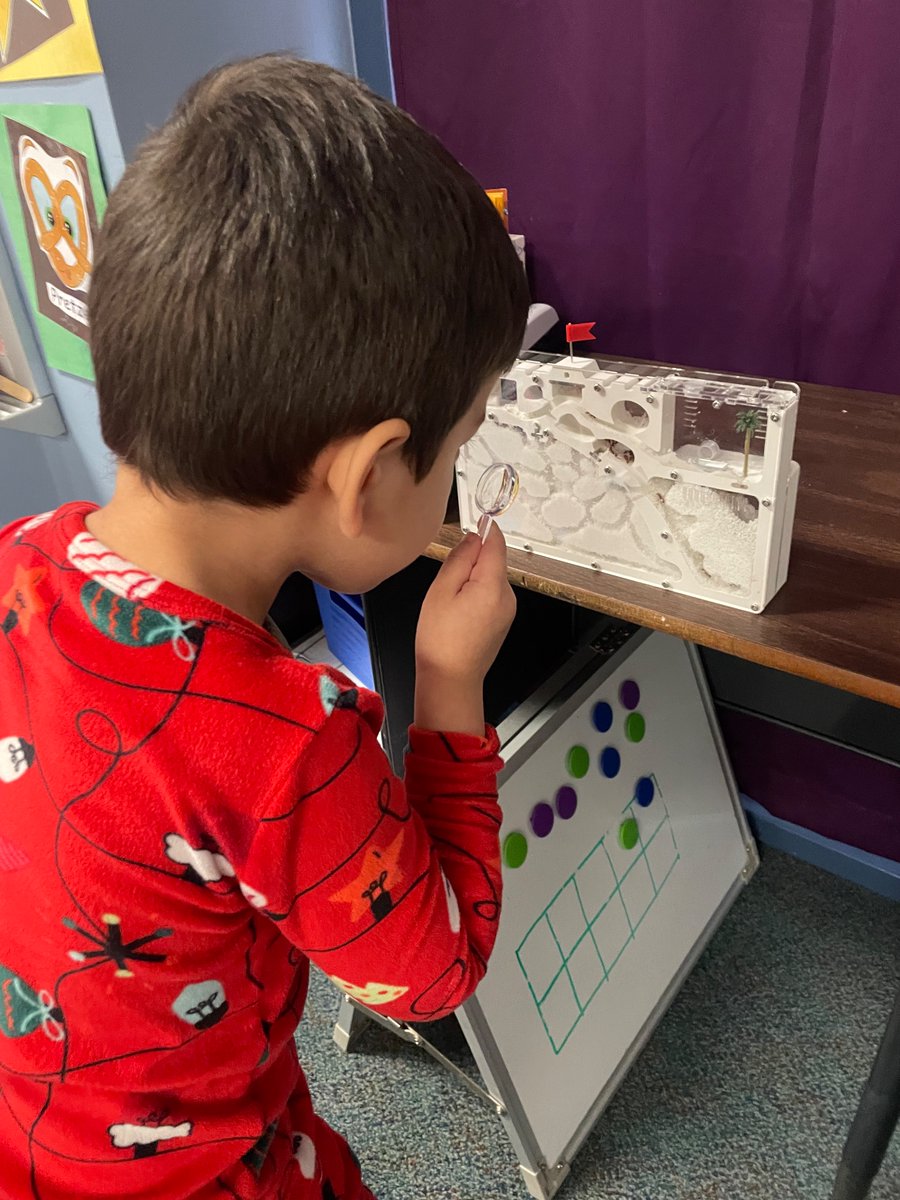 StyronPreK's tweet photo. My Pre-K students are absolutely buzzing with excitement about our new ant farm! 🐜🔎 They can’t wait to watch the ants build their tunnels and learn all about these tiny, hardworking creatures! #STEMinPreK 
@prekpasadena https://t.co/B1dtGpQ1jP