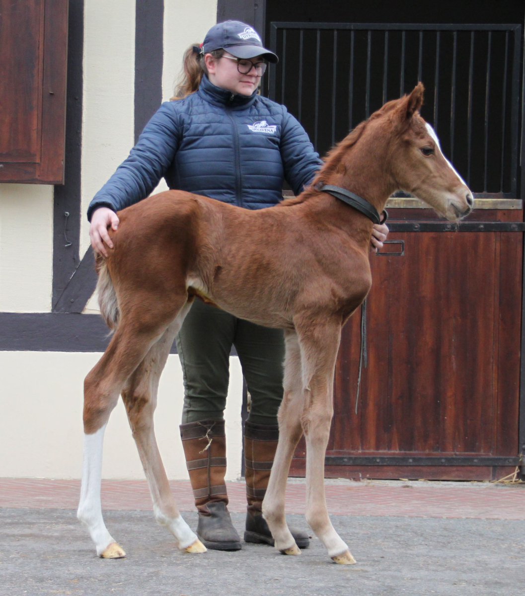 Ecurie Monceaux (@ecuriemonceaux) on Twitter photo A dazzling debut in wire to wire fashion gives Monceaux homebred Marchon an impressive start to his young career <a href="/fgchantilly/">FG Chantilly</a>.
The son of <a href="/DarleyEurope/">Darley in Europe</a> Night Of Thunder was bred and owned by <a href="/LNJFoxwoods/">LNJ Foxwoods</a>.
Well done to the entire team <a href="/HeadRacing1/">Head Racing</a> <a href="/pierrebazire50/">Pierre Bazire</a> <a href="/Fijithegreat/">Jaime Roth</a> A dazzling debut in wire to wire fashion gives Monceaux homebred Marchon an impressive start to his young career <a href="/fgchantilly/">FG Chantilly</a>.
The son of <a href="/DarleyEurope/">Darley in Europe</a> Night Of Thunder was bred and owned by <a href="/LNJFoxwoods/">LNJ Foxwoods</a>.
Well done to the entire team <a href="/HeadRacing1/">Head Racing</a> <a href="/pierrebazire50/">Pierre Bazire</a> <a href="/Fijithegreat/">Jaime Roth</a>
