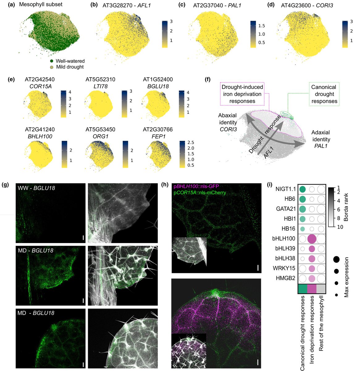 NewPhyt's tweet image. #CommunityResource: Dual and spatially resolved #drought responses in the #Arabidopsis leaf mesophyll revealed by single-cell transcriptomics
Rubén Tenorio Berrío, et al.
📖 nph.onlinelibrary.wiley.com/doi/10.1111/np…