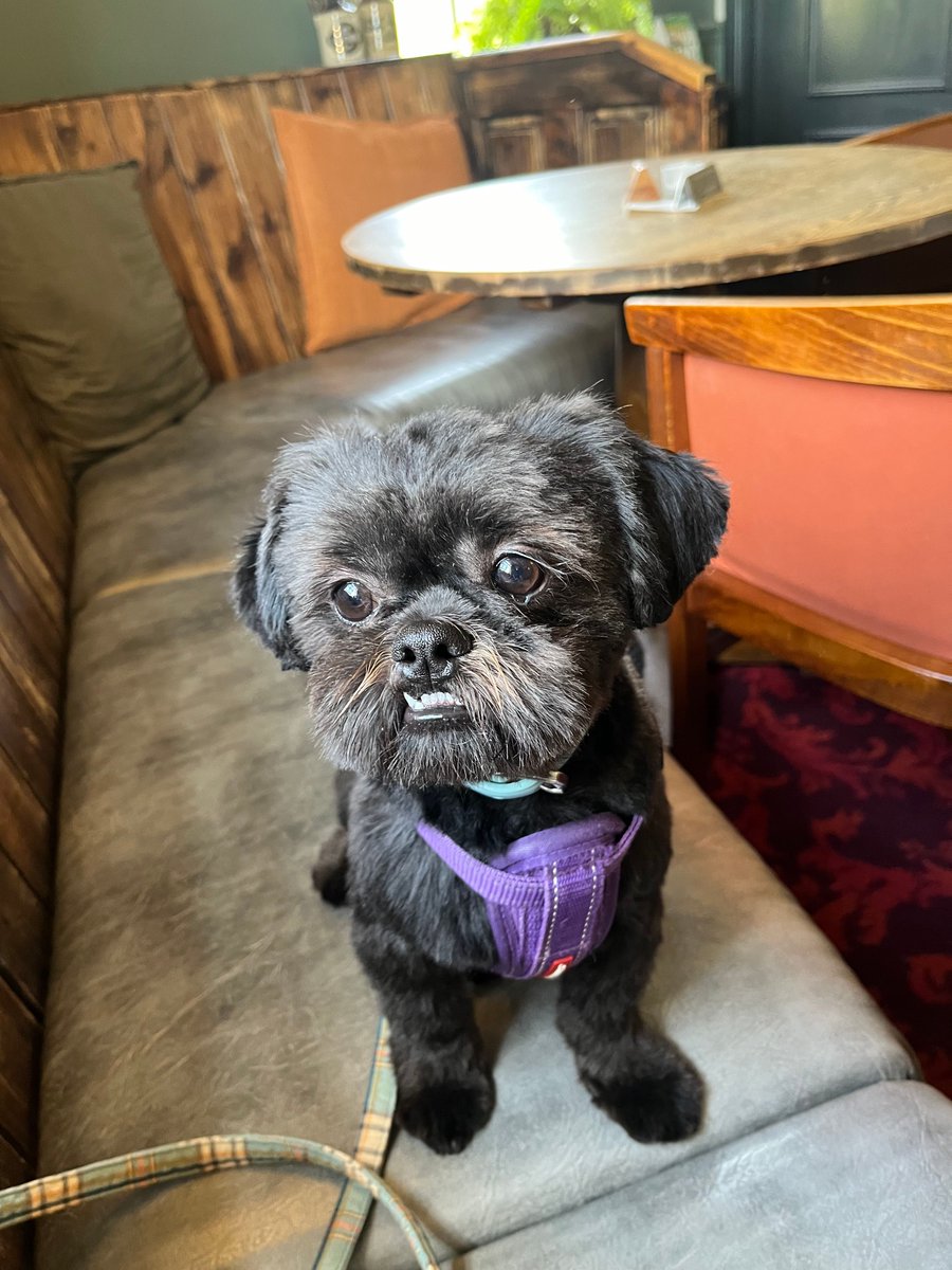 AcornBrewery's tweet image. 🐾 Meet Milo – Our Newest (and Cutest) Team Member! 🐾

There’s a new face at Acorn Brewery, and he’s got four paws, a wagging tail, and a nose for great beer (don’t worry, he sticks to water! ). Say hello to Milo, our official office pup! 🐶

#MiloAtAcorn #OfficePup #BreweryDog