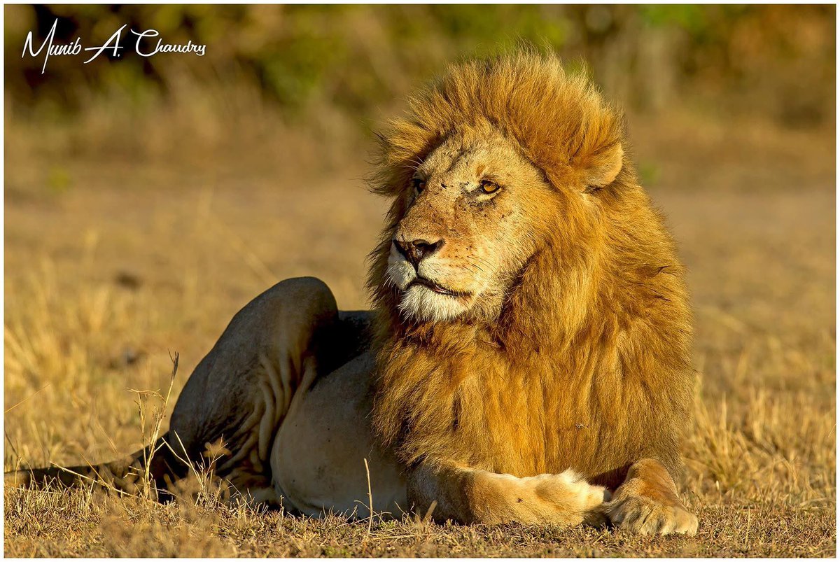 WildPixelSafari's tweet photo. World Wildlife Day 2025!

International World Wildlife Day is celebrated annually on the 3rd of March to celebrate beautiful varied forms of wild fauna and to raise awareness to conserve and protect wildlife. 
#WorldWildlifeDay https://t.co/hWTJ5L8Z88