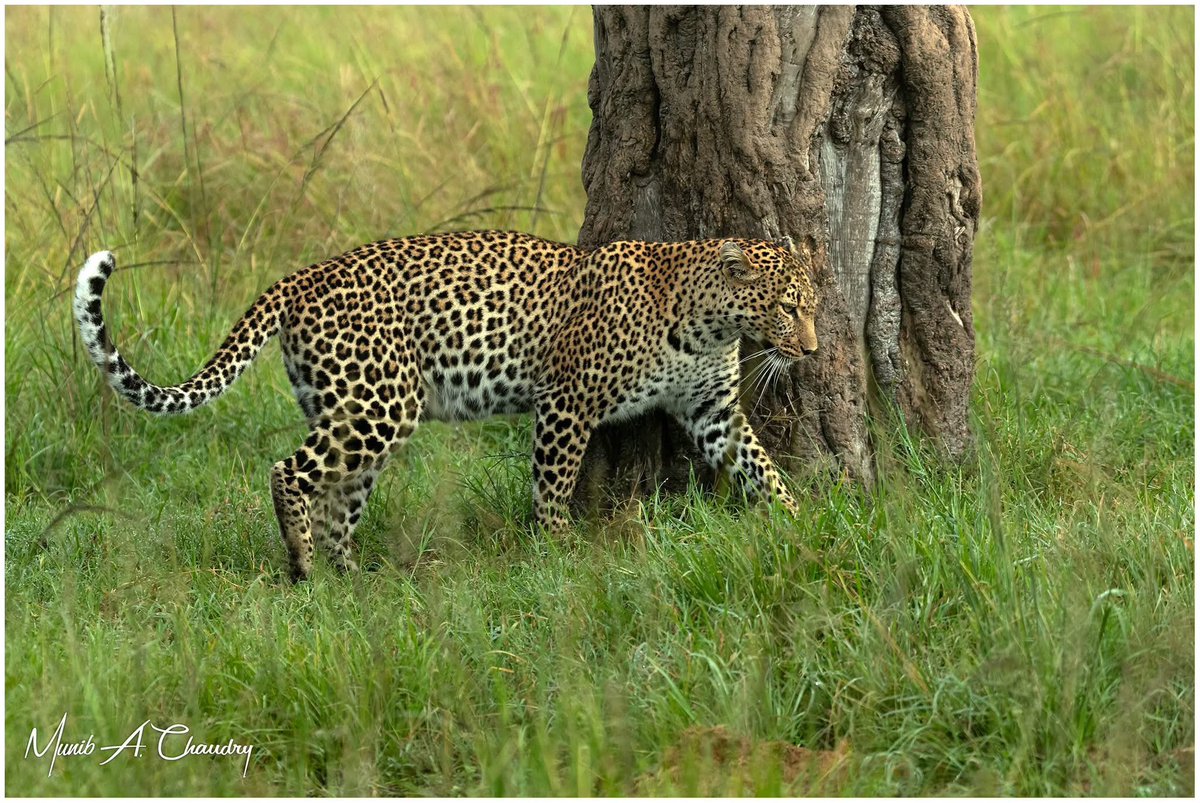 World Wildlife Day 2025!

International World Wildlife Day is celebrated annually on the 3rd of March to celebrate beautiful varied forms of wild fauna and to raise awareness to conserve and protect wildlife. 
#WorldWildlifeDay