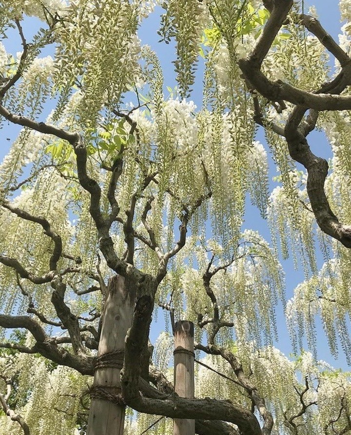 artindetails's tweet photo. branches that weep with beauty https://t.co/Yopcue4mA8