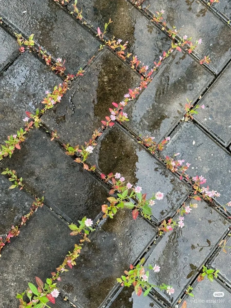 artindetails's tweet photo. flowers growing on concrete https://t.co/YYN33KgMFu