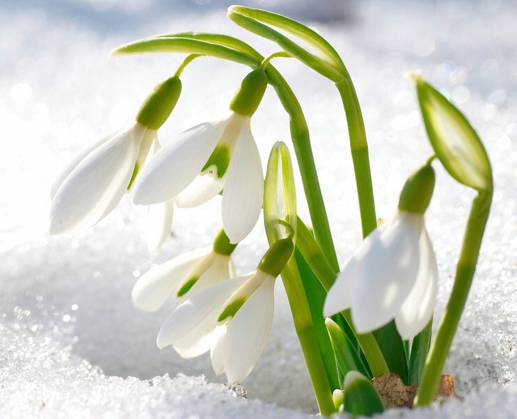 Amber02150's tweet image. Welcome #March 🌷
Happy new month to y’all 🌷

#SpringIsComing 🌷
