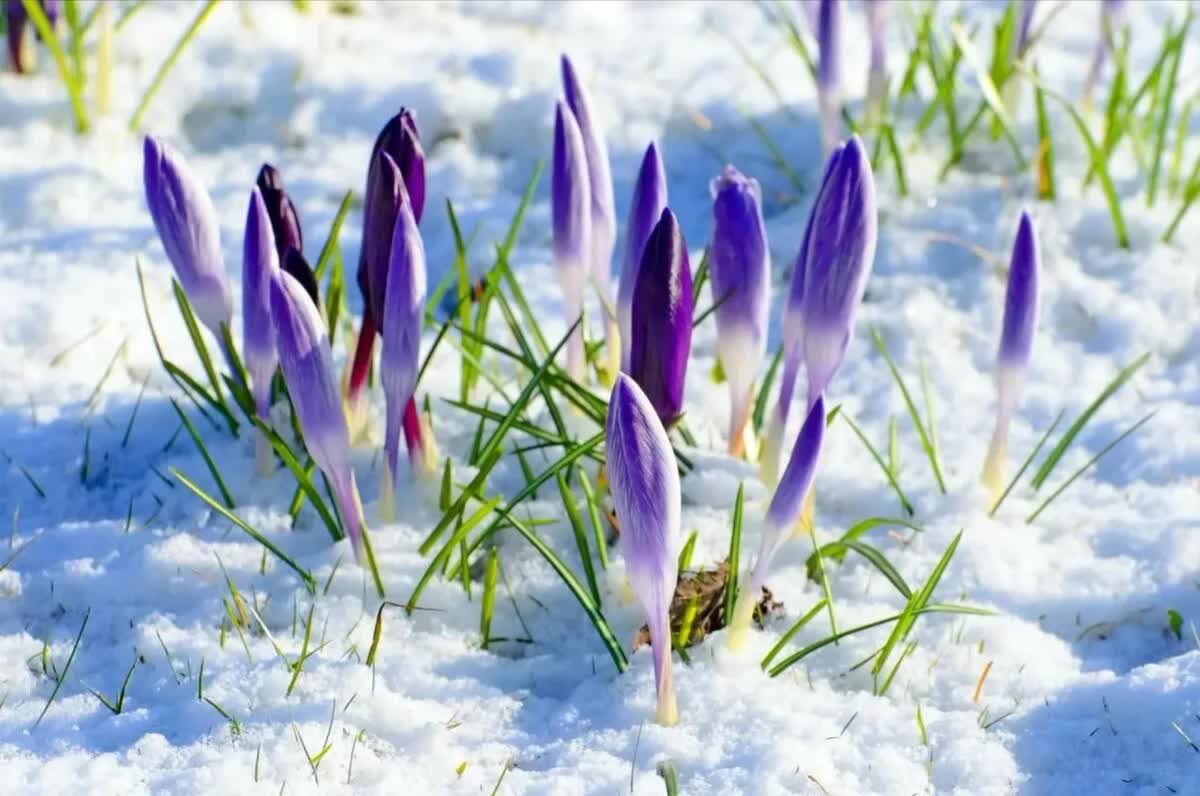 Amber02150's tweet image. Welcome #March 🌷
Happy new month to y’all 🌷

#SpringIsComing 🌷