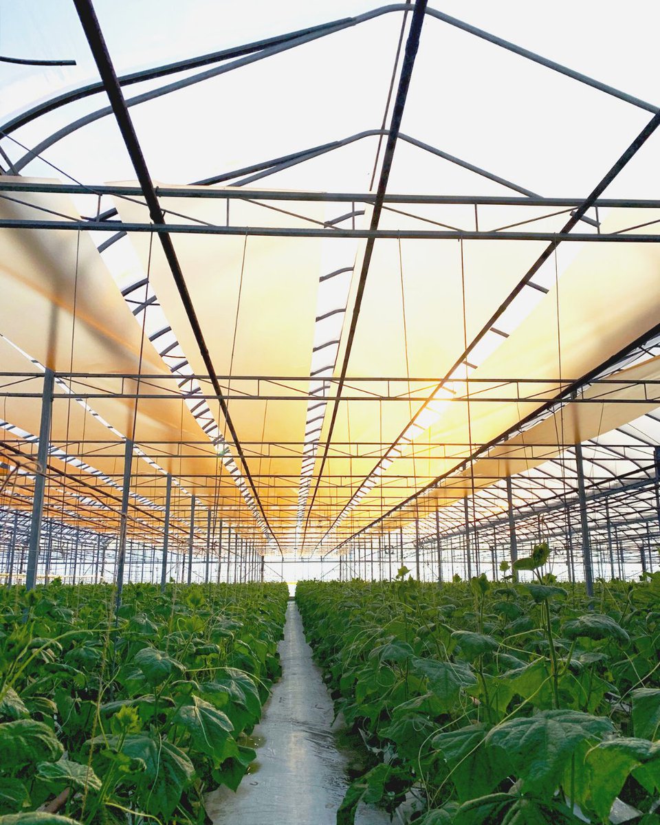 From the first rays of sunrise, UbiGro activates to optimize the sunlight spectrum, illuminating your greenhouse for better growth. 🌿☀️  

Click on the link for pre-cut or specialized inners. 📲
ubiqd.shop