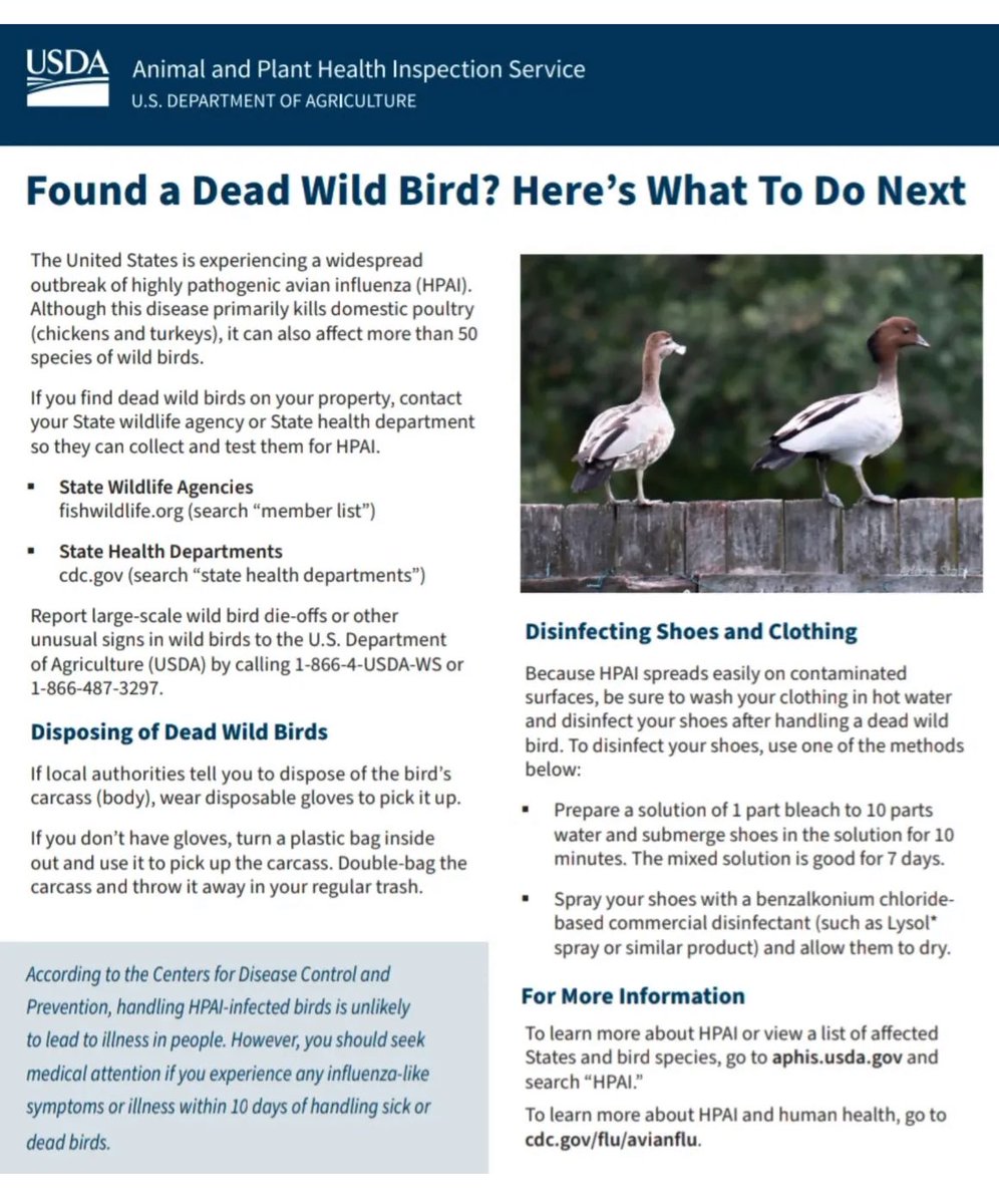 rogue_bander's tweet image. Please report dead birds but DO NOT touch them. Here are instructions on what to do if you find a dead bird: aphis.usda.gov/sites/default/…. #HPAI #H5N1 #h5n1avianflu