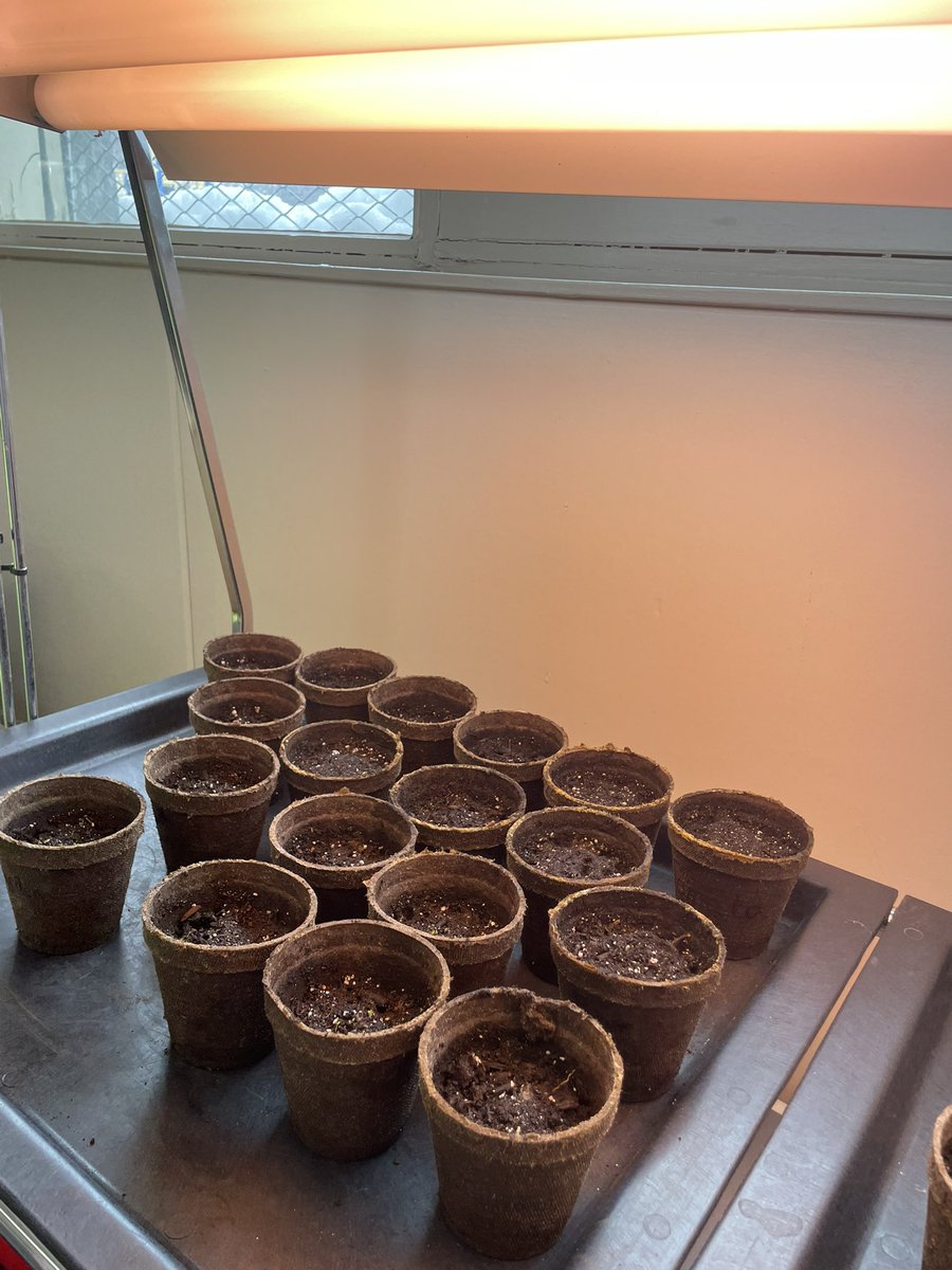 Rosemont Community School (@rosecomschool) on Twitter photo We are starting to prepare the seeds for our grandmother garden. The students are excited to see the various seeds grow and develop such as tobacco and sage. <a href="/RegPublicSchool/">Regina Public Schools</a> We are starting to prepare the seeds for our grandmother garden. The students are excited to see the various seeds grow and develop such as tobacco and sage. <a href="/RegPublicSchool/">Regina Public Schools</a>