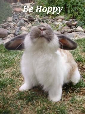 Bunnies (@bunnies) on Twitter photo 