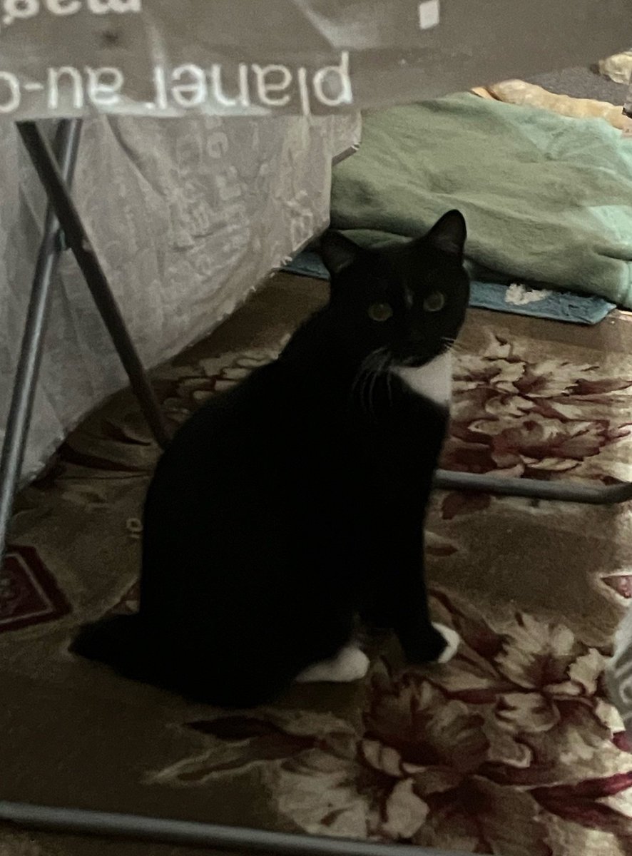 Появляюсь тут раз в год, но за это время много чего произошло

Мой кот Тëма умер в начале декабря того года и в тот же день у меня появился котеныш по кличке Бегемот

Я до сих пытаюсь свыкнуться с мыслью, что Тëмы нет..
А у Бегемота нет хвоста, но с ним точно не соскучишься