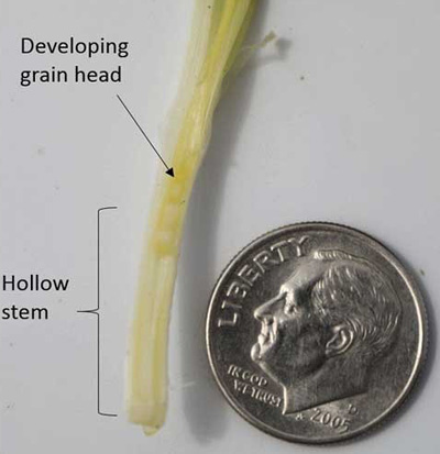 K-State Agronomy (@kstateagron) on Twitter photo The first hollow stem is the optimal time to remove cattle from wheat pastures to protect grain yield potential. Grazing past this stage can significantly reduce wheat yields, so timely removal is key. Learn more here: bit.ly/4h40Ean #wheat #grazing <a href="/KSUWheat/">Romulo Lollato</a> The first hollow stem is the optimal time to remove cattle from wheat pastures to protect grain yield potential. Grazing past this stage can significantly reduce wheat yields, so timely removal is key. Learn more here: bit.ly/4h40Ean #wheat #grazing <a href="/KSUWheat/">Romulo Lollato</a>