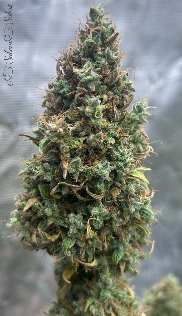 sativasoles1's tweet photo. Mmmmmmmmm….💚
#StonerFam #CannaLand #Growmies #MarsHydro #CannabisCommunity @MarsHydroLight #Mmemberville🤟💚 #GirlGrower #MarsHydroGrowTent #MarsHydroFCE4800 paired w/#Adlite #TuesdayVibes #GrowYourOwn #Chopped @seedsexpress #InhaleThat #ImaMakeYouSmile💚 https://t.co/TEQB22f7IY