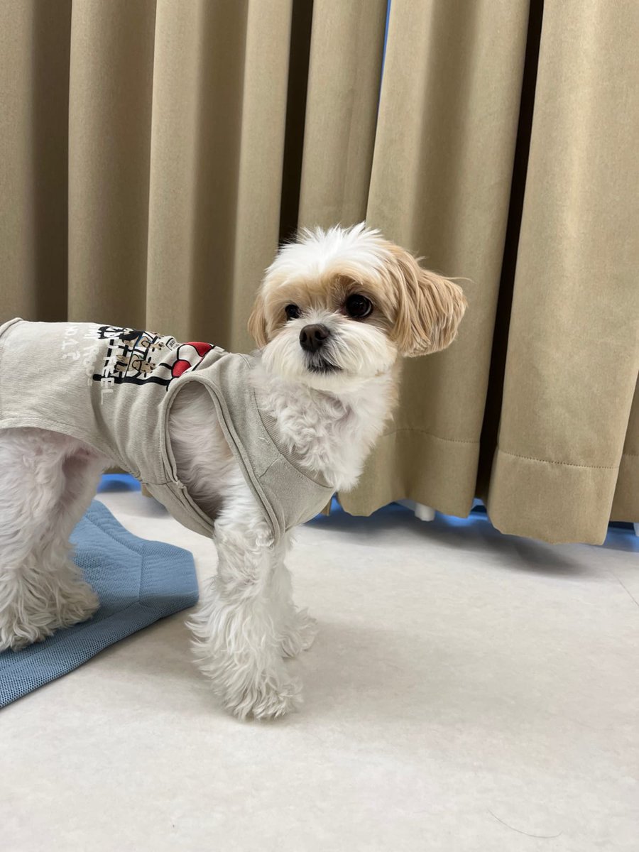 real_pcyina's tweet image. 250304 🍒💭

- +2📸
- Foto dari TK
- Zzar : Aku pergi ke sekolah hari ini
- Aku di kelas 1
- Zzar : Kenapa kalian menjawab seperti itu?
- Zzar : Kamu memanggil Ayah? 
- Apakah kamu memanggilku? 
- Zzar yg kasih Hp
- Aku gk bercanda wkwk
- +📸
- Dia bener-bener menakutkan wkwk