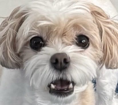 real_pcyina's tweet image. 250304 🍒💭

- +2📸
- Foto dari TK
- Zzar : Aku pergi ke sekolah hari ini
- Aku di kelas 1
- Zzar : Kenapa kalian menjawab seperti itu?
- Zzar : Kamu memanggil Ayah? 
- Apakah kamu memanggilku? 
- Zzar yg kasih Hp
- Aku gk bercanda wkwk
- +📸
- Dia bener-bener menakutkan wkwk