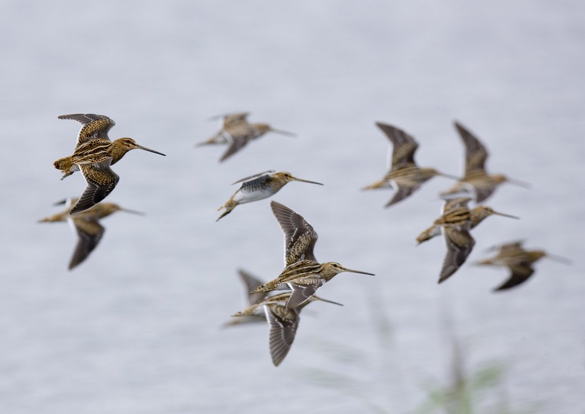 Alexander Pirie tweet media