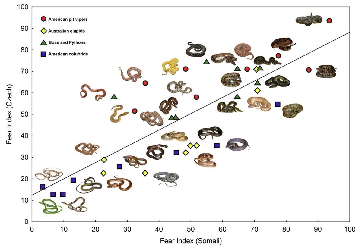 Czech and Slovak Ethological Society (@csets_) on Twitter photo 🐍 Why are people across continents most afraid of thick-bodied #snakes?
📄 In a brand new paper, Prof. Frynta from <a href="/science_charles/">Faculty of Science of Charles University</a> and his colleagues uncover the evolutionary origins of the fear of snakes.
doi.org/10.3390/ani150… 🐍 Why are people across continents most afraid of thick-bodied #snakes?
📄 In a brand new paper, Prof. Frynta from <a href="/science_charles/">Faculty of Science of Charles University</a> and his colleagues uncover the evolutionary origins of the fear of snakes.
doi.org/10.3390/ani150…