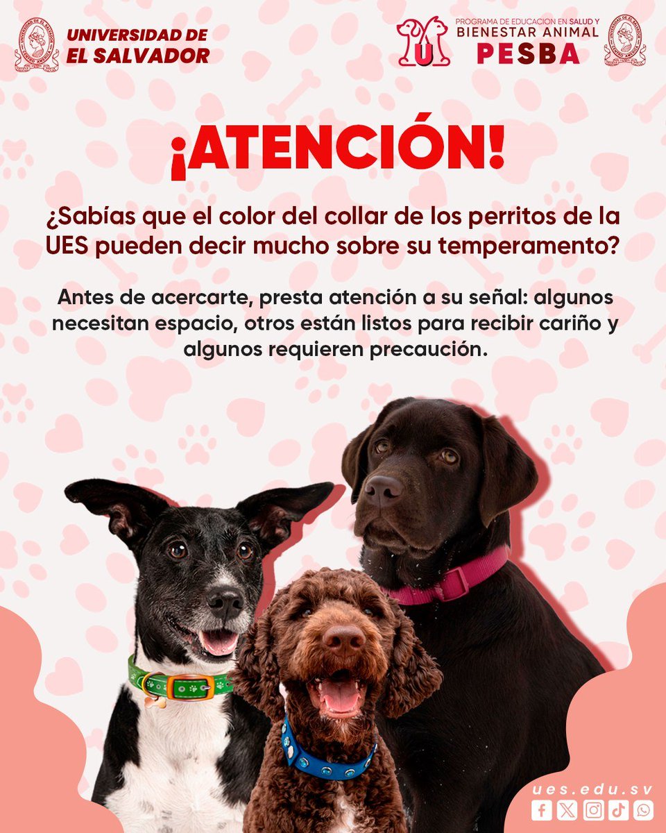 UESoficial's tweet image. ¡Atención! 🐶 Nuestro Programa de Educación en Salud y Bienestar Animal (PESBA) nos informa sobre los colores de los collares de los perros indican su temperamento.

(Sigue)