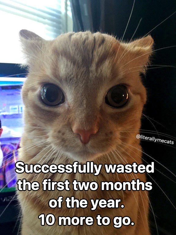 LiterallyMeCats (@literallymecats) on Twitter photo 