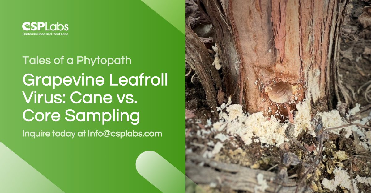 csplabs's tweet photo. Do cane &amp; trunk “core” Grapevine samples yield different results? In this Tales of a Phytopath case study, we tested a Central Valley vineyard undergoing regrafting for GLRaV-3 &amp; GVA. 🍇🔬

💻 Read more: https://t.co/duuXnw2iBm

#CSPLabs #PlantHealth #Viticulture #LeafrollDisease https://t.co/B4omUGwJUR