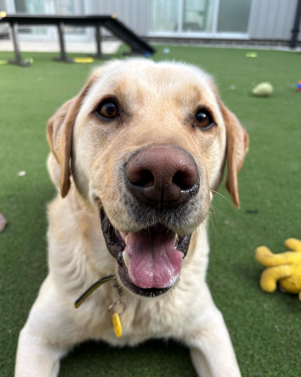 DT_Darlington's tweet photo. Sofa time in the summer house and playtime in the run with Max for extra quality time for his continued birthday celebrations 🤗

@DogsTrust 
#DogsTrustDarlington #SponsorADog #BirthdayBoy #Labradorable #Boop https://t.co/FExHUaJE3u