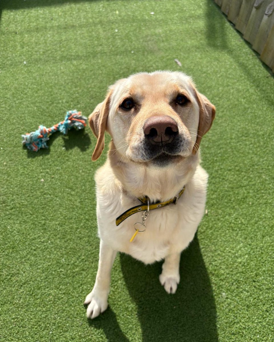 DT_Darlington's tweet photo. Sofa time in the summer house and playtime in the run with Max for extra quality time for his continued birthday celebrations 🤗

@DogsTrust 
#DogsTrustDarlington #SponsorADog #BirthdayBoy #Labradorable #Boop https://t.co/FExHUaJE3u