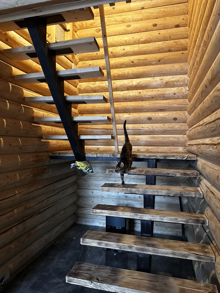 Abatyshkin's tweet image. Кот 🐈 крикун .