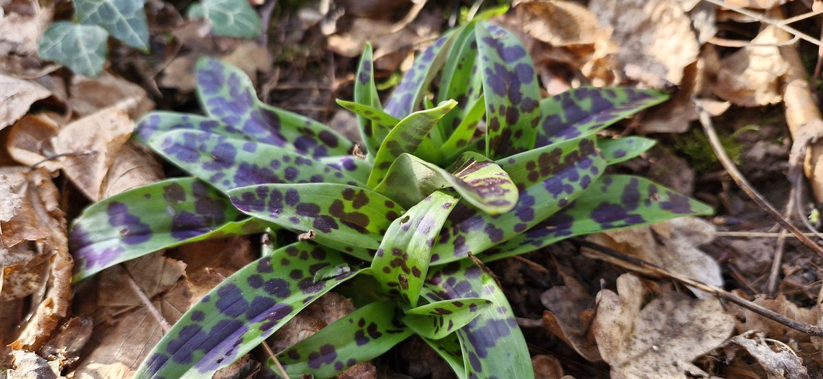 Early purple orchid, Worcestershire..<a href="/ukorchids/">Wild Orchids UK & Ireland</a>