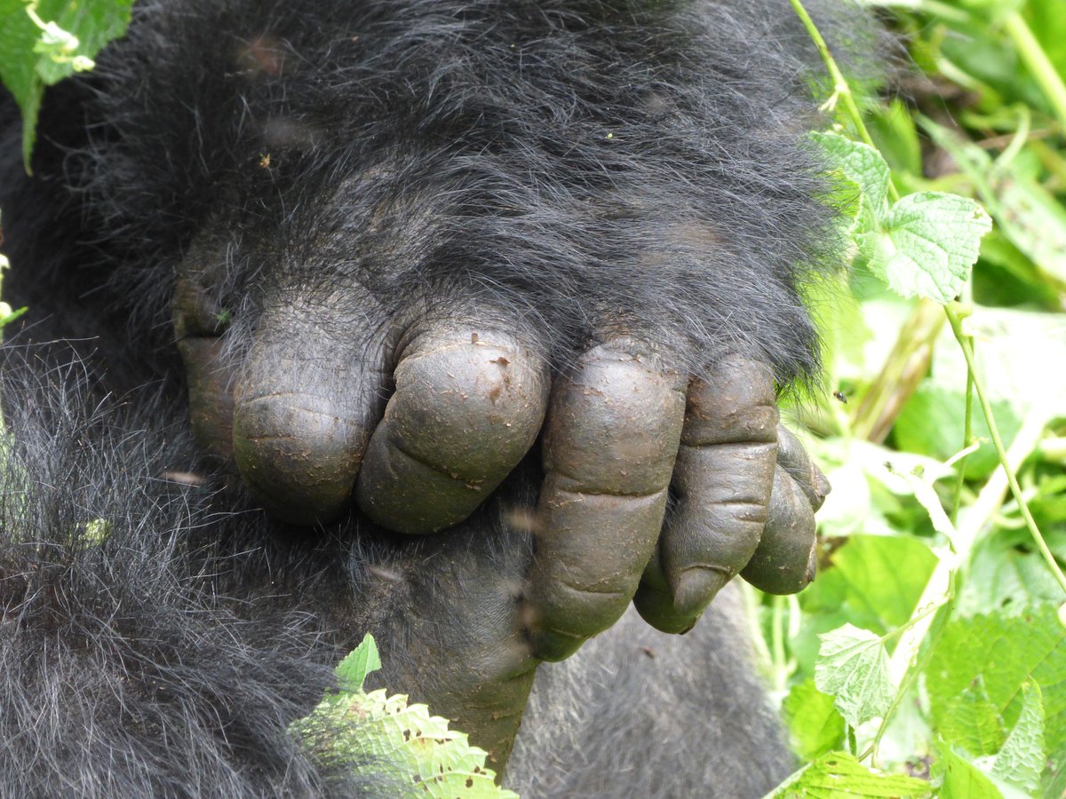 🌿✨ Embark on a 3 Days Uganda Gorilla Trekking Safari! As the mist disperses over the dense foliage, venture into the realm of the majestic mountain gorillas. email info@trekgorillasafaris.com for more info trekgorillasafaris.com/3-days-uganda-… #culture #voyage #NFFC #zelena #explore #travel
