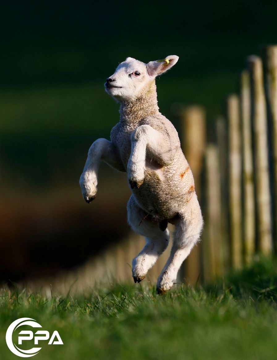 oaktreefarm tweet media