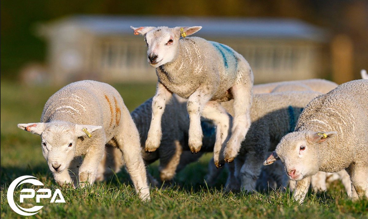 We are literally springing into spring. The lambs are loving life in the sunshine today. <a href="/FarmersWeekly/">Farmers Weekly</a> <a href="/NFUtweets/">National Farmers' Union</a> <a href="/ppauk/">PPA Sports Content</a> #BackBritishFarming #sheepfarming <a href="/emmamingo/">Emma Mingo</a>