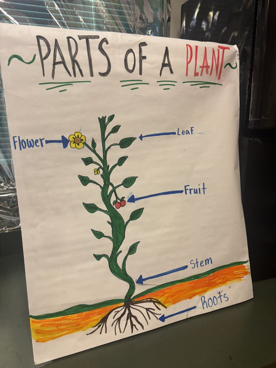 We’re having so much fun in #science learning about germination and the parts of a plant! 🌱 The kids will get to observe the germination process firsthand and later connect it to their learning about the different parts of a plant. #Risd