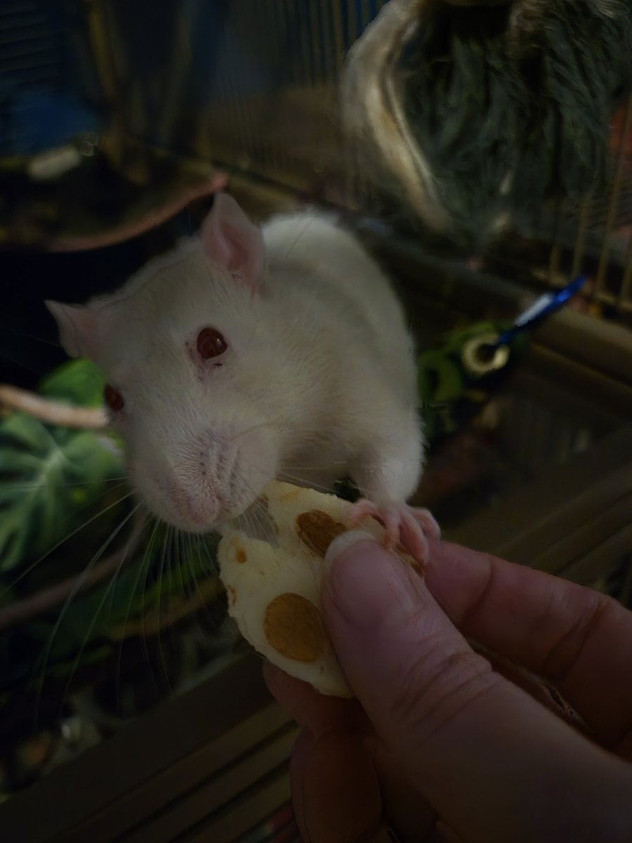 theblackcatsays's tweet image. When rats do #PancakeDay