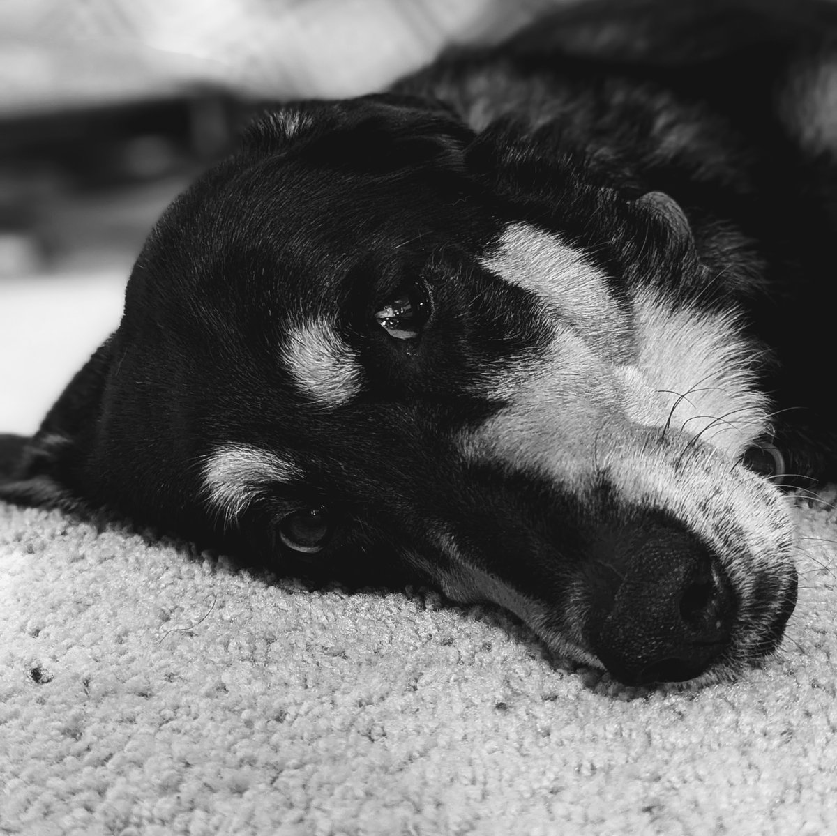 matthiascole's tweet image. Lillian Gertrude. 

#dog #derpydog