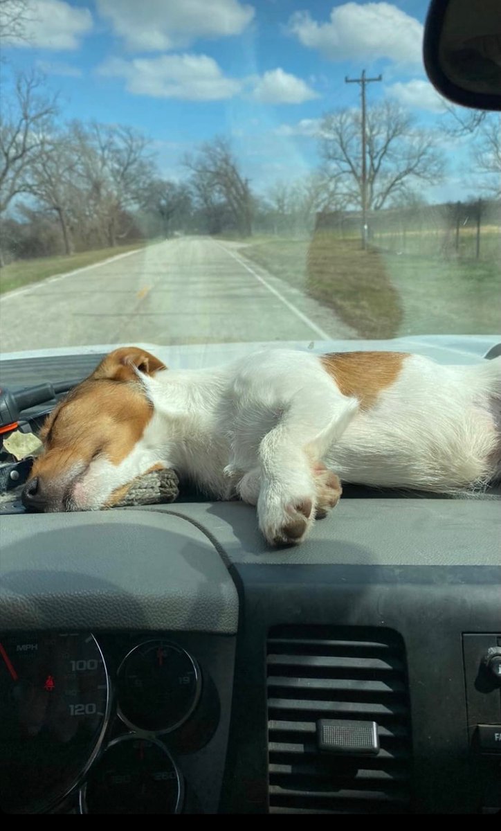 meusoc1911's tweet image. You gotta love dogs!