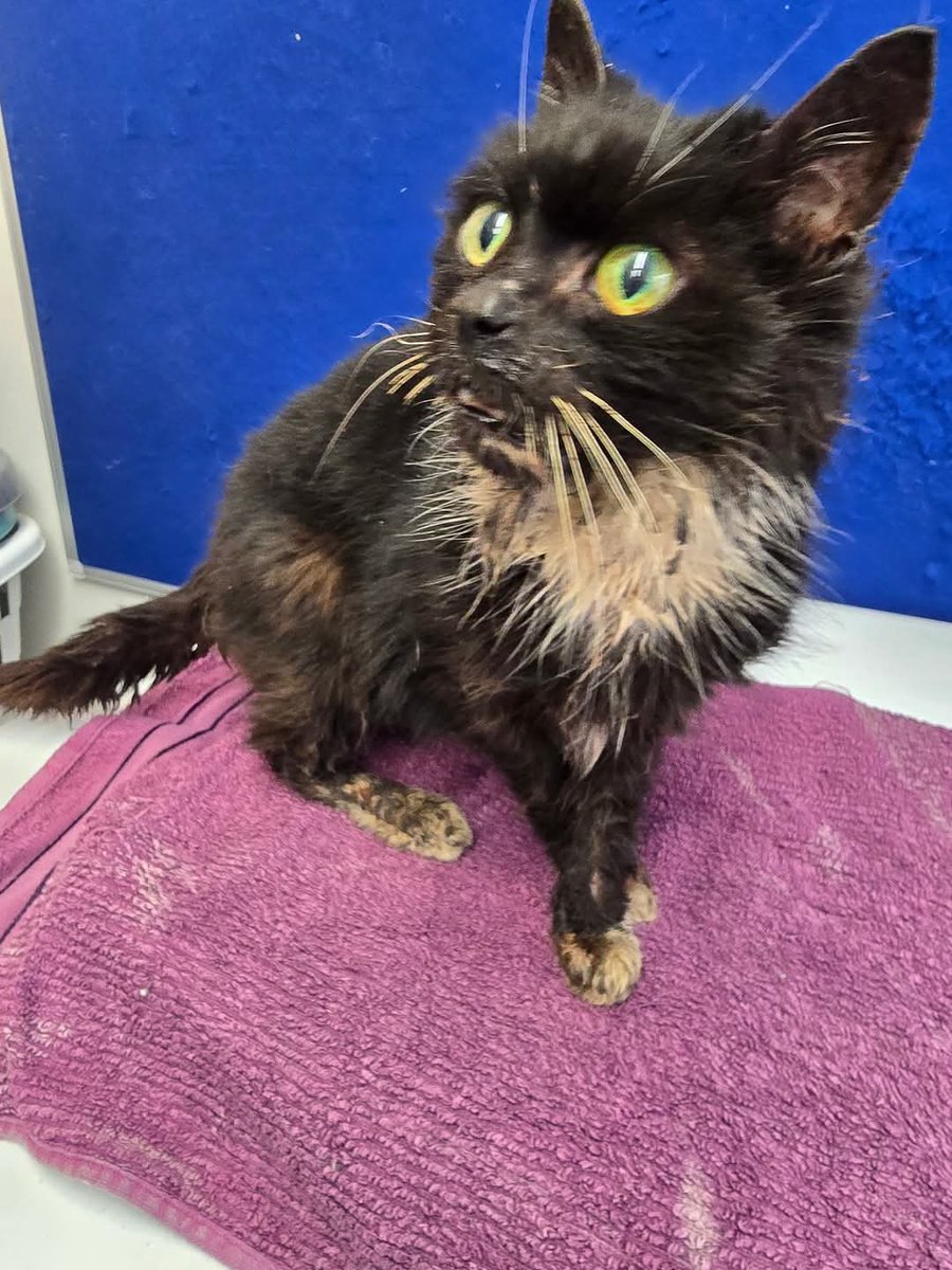 The reality of rescue
This afternoon this little lady was brought to us at Bradford Cat Watch Rescue and Sanctuary.

She was being "looked after" as a stray...however "Feeding alone is not enough"

The suffering she has encountered is immeasurable.