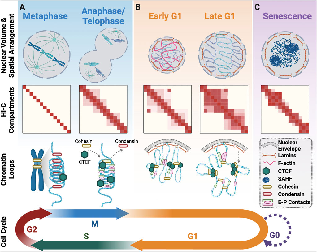 The Cesare Lab (@thecesarelab) on Twitter photo Review from our lab out today: "Roles for the 3D Genome In the cell cycle, DNA replication, and double strand break repair." Written by <a href="/scientist_kate/">Dr Kate Giles</a>, with her co-supervisor <a href="/piptaberlay/">Phillippa Taberlay</a> and collaborator Mat Jones. frontiersin.org/journals/cel... Review from our lab out today: "Roles for the 3D Genome In the cell cycle, DNA replication, and double strand break repair." Written by <a href="/scientist_kate/">Dr Kate Giles</a>, with her co-supervisor <a href="/piptaberlay/">Phillippa Taberlay</a> and collaborator Mat Jones. frontiersin.org/journals/cel...