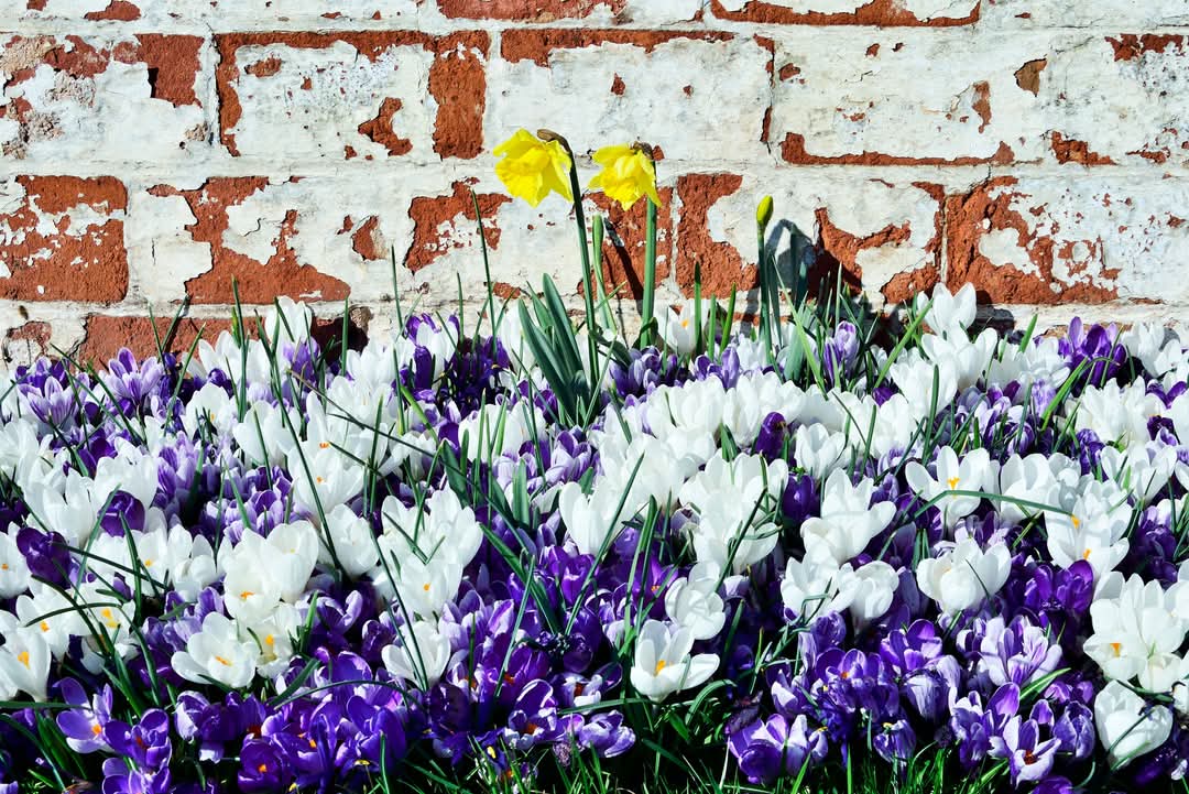 A bold and colourful spring emerges at the walled garden, #Shugborough Hall, #Staffordshire. Sunday 2nd March 2025. <a href="/shugboroughNT/">Shugborough</a> #Shugboroughhall
