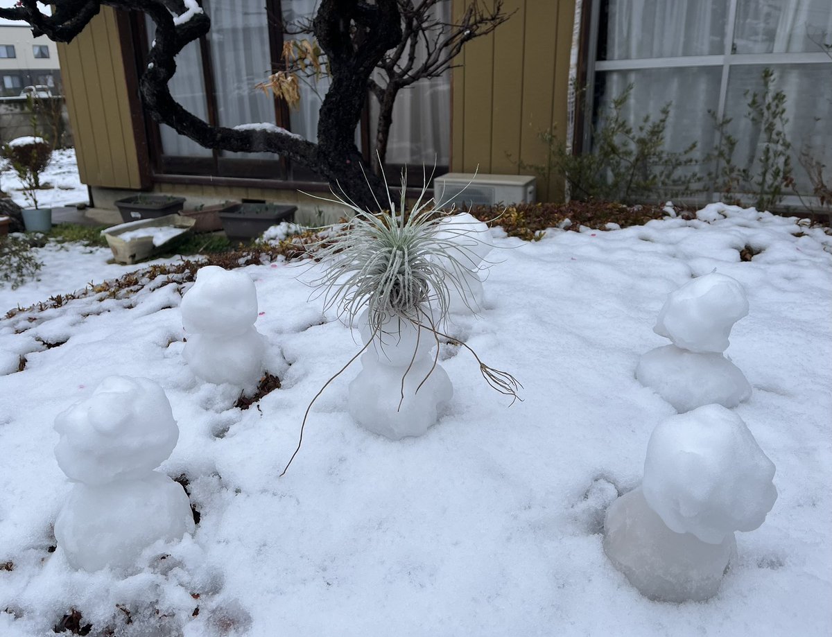 73KRayZu's tweet photo. 雪だるま達とふわふわテクトラム ❄️✨⛄️🍍 2025/3/5
#テクトラム #ティランジア #チランジア #トリコーム #銀葉種 #雪だるま #雪 #tectorum #tillandsia #airplants #snow #snowman https://t.co/PrI5T1NbqV