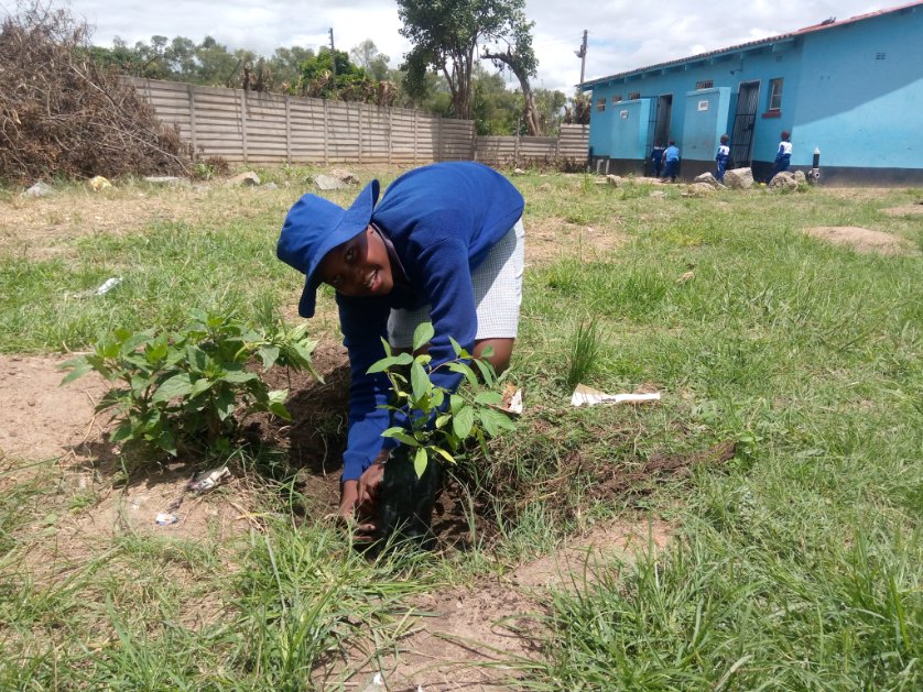 TreeKnowers's tweet image. # school 5 to 10
175 #indigenous  #trees were planted yesterday at 6 different schools in Highfied and Glenorah suburbs. As usually, children were the stars of the show . Only 5 more schools left to go!

#CatchThemYoung 
#treeknowesandgrowers