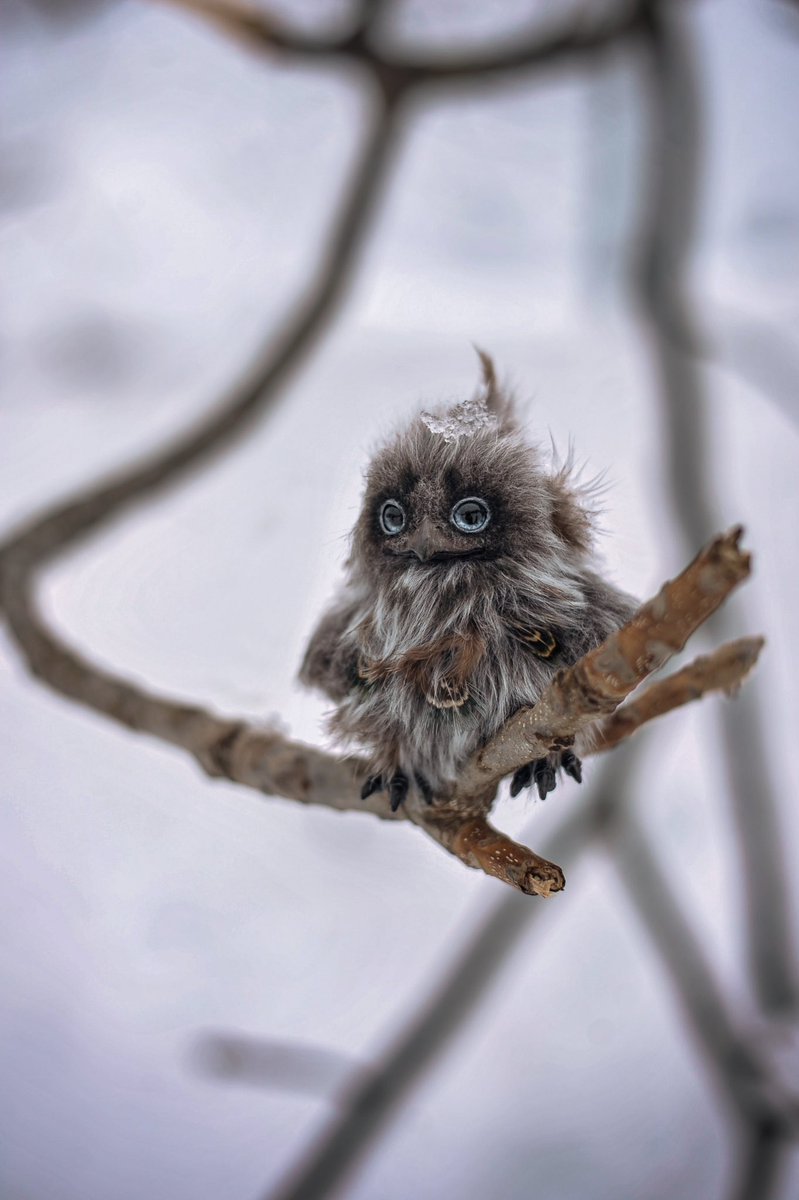 Cocoonさん<a href="/CoCoonharuka/">CoCoon𓃦 ☪︎</a> の小手毬夜鷹ちゃん！
手のひらサイズで本当に可愛いんです♡
この目と瞼がたまらん🥹