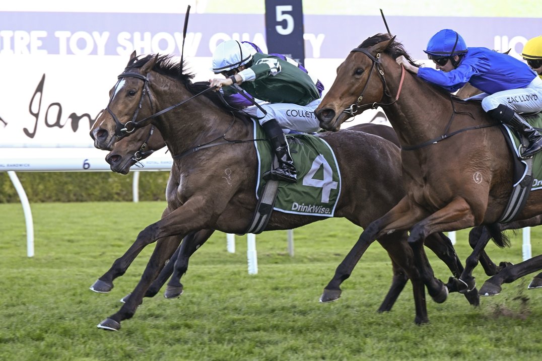 "We’ve just seen a very sharp, fast, stronger mare come back."

Saturday's Challenge Stakes wasn't Plan A for Gary Portelli to kick off Kimochi's autumn but he's confident she can go close fresh at the Randwick 1000m. 📸 <a href="/Bradley_Photos/">Bradley Photos</a> 

READ: tinyurl.com/bdadyb85