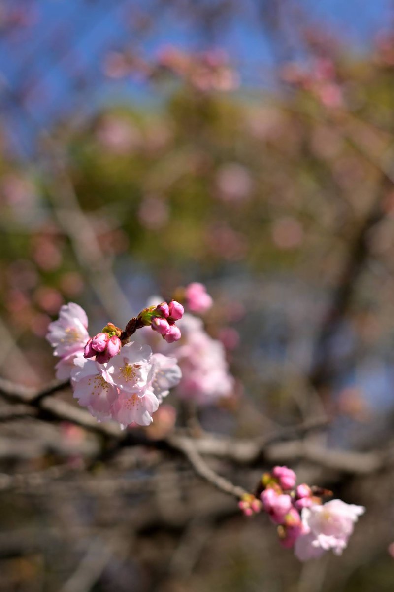 ZR29sn's tweet photo. 上野公園の桜
まだ蕾が多かったので、来週ごろが見頃かも。 https://t.co/Eutj51brbf