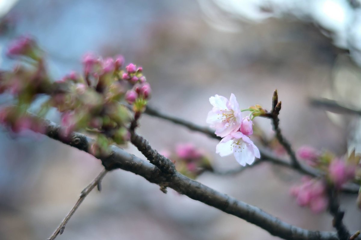 ZR29sn's tweet photo. 上野公園の桜
まだ蕾が多かったので、来週ごろが見頃かも。 https://t.co/Eutj51brbf